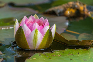3-piece-canvas-print-xl-water-lily-in-pink