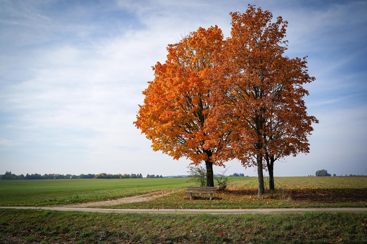 framedposter-print-the-3-trees