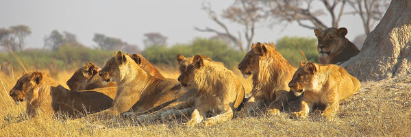 panoramic-poster-print-lion-family-panorama