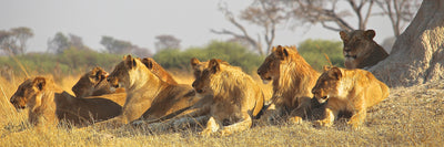 panoramic-poster-print-lion-family-panorama