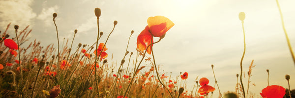 panoramic-3-piece-aluminium-print-the-poppy-field-at-sunrise-panorama