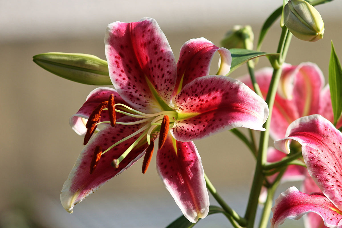 3-piece-canvas-print-close-up-lily-in-red