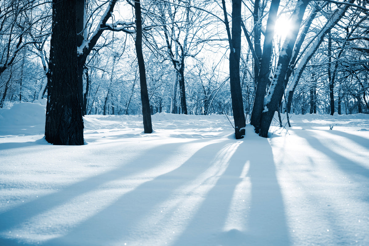 3-piece-aluminium-print-the-forest-without-tracks-in-the-snow