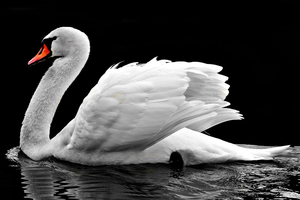 3-piece-acrylic-print-the-graceful-swan