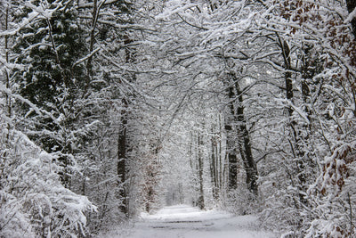 poster-print-enchanted-winter-forest