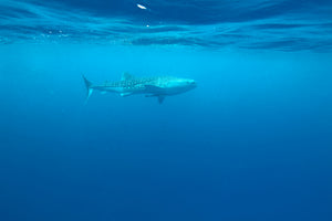 aluminium-print-the-whale-shark
