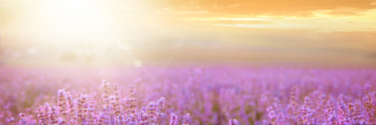 panoramic-aluminium-print-sunset-in-lavender-field-panorama