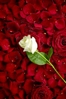 framedposter-print-bed-of-roses