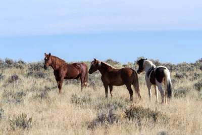 poster-print-3-horses-in-nature