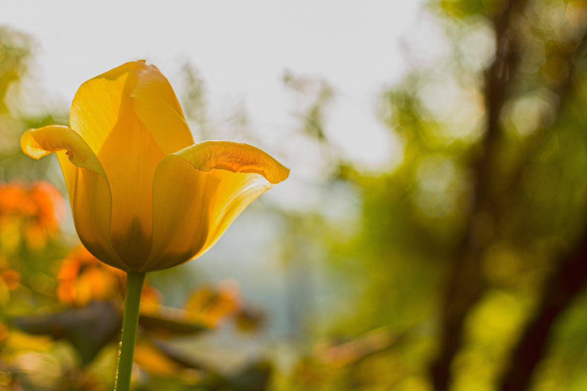 3-piece-aluminium-print-yellow-tulip-in-the-nature