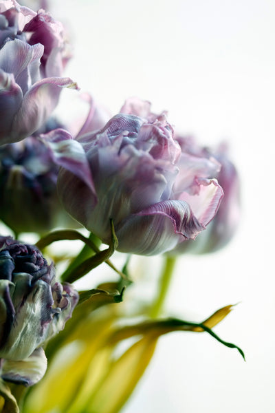 poster-print-tulip-bouquet
