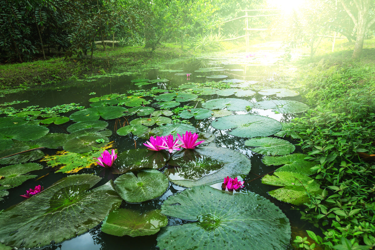 aluminium-print-garden-pond