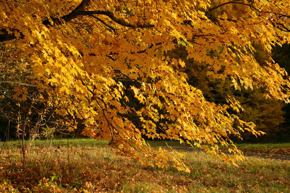 poster-print-the-magnificent-autumn-tree