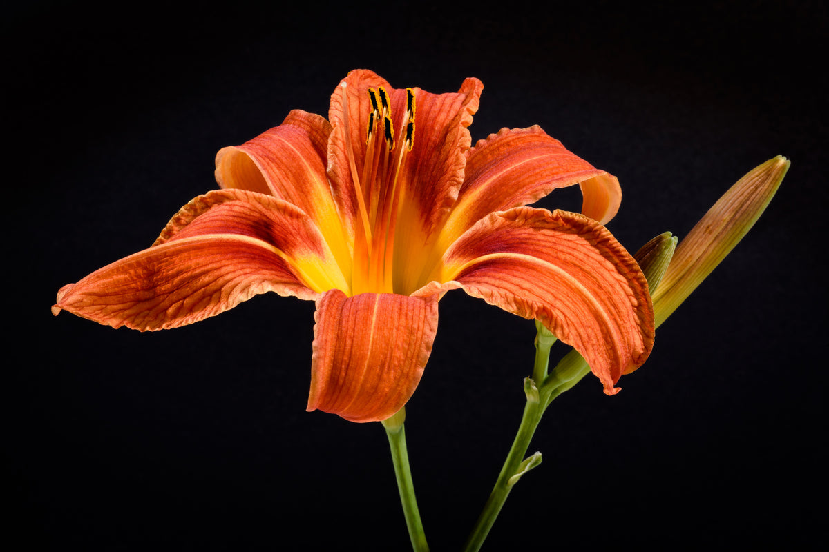 canvas-print-a-lily-flower-in-orange