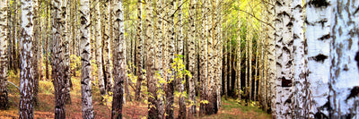 panoramic-poster-print-the-path-between-birches-panorama
