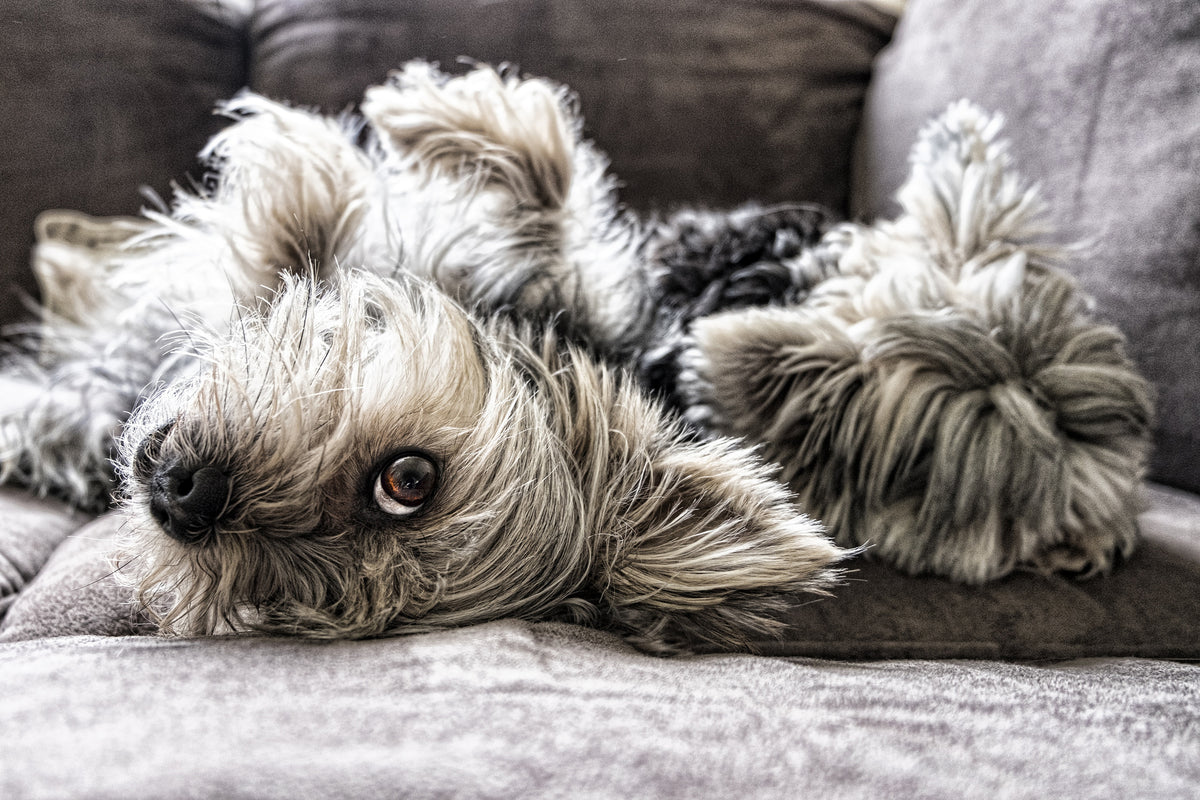 framedcanvas-print-2-cute-dogs