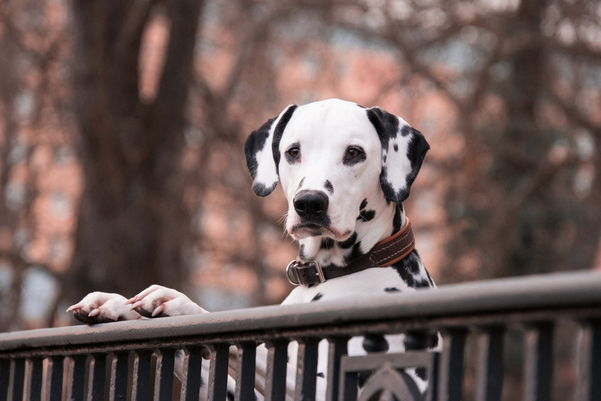 3-piece-aluminium-print-watchful-dalmatian