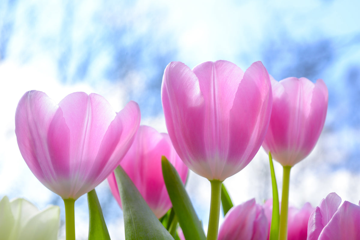 poster-print-tulips-in-nature