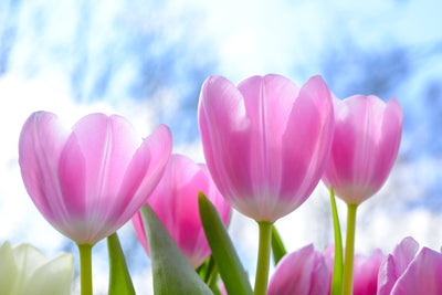 poster-print-tulips-in-nature