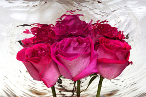 3-piece-canvas-print-the-rose-reflection