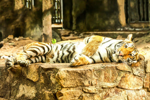 3-piece-aluminium-print-the-siberian-tiger