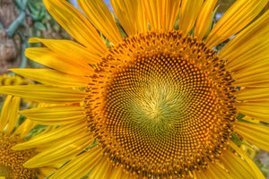 framedcanvas-print-inflorescence-of-a-sunflower