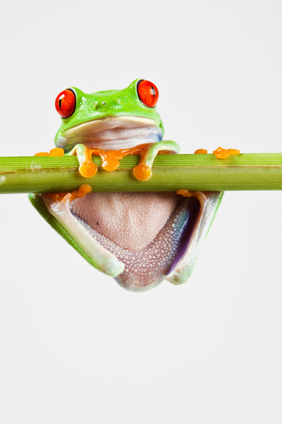 poster-print-frog-acrobatics
