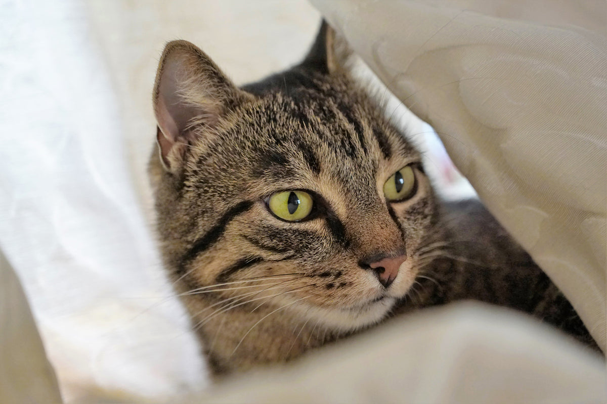 acrylic-print-favorite-cat