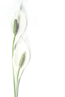 acrylic-print-lily-seed-pods