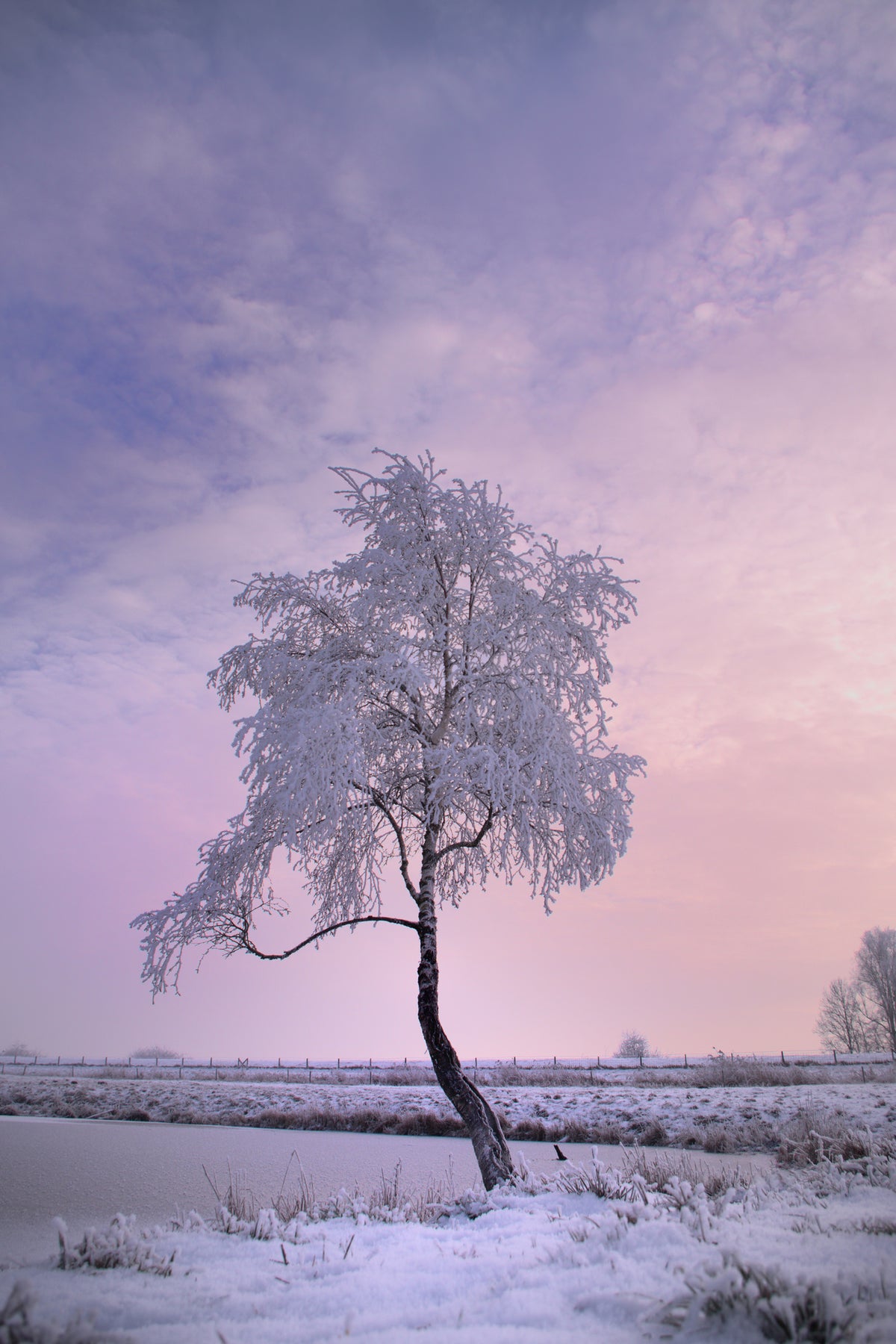 acrylic-print-a-winter-tree