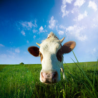 aluminium-print-the-cow