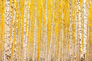 aluminium-print-the-birch-forest-in-autumn
