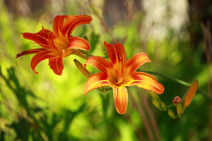 acrylic-print-lilies-in-nature