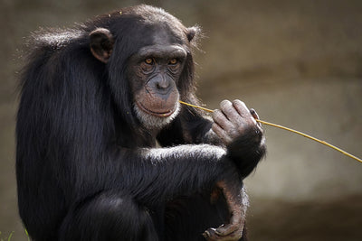 poster-print-sweet-chimpanzee