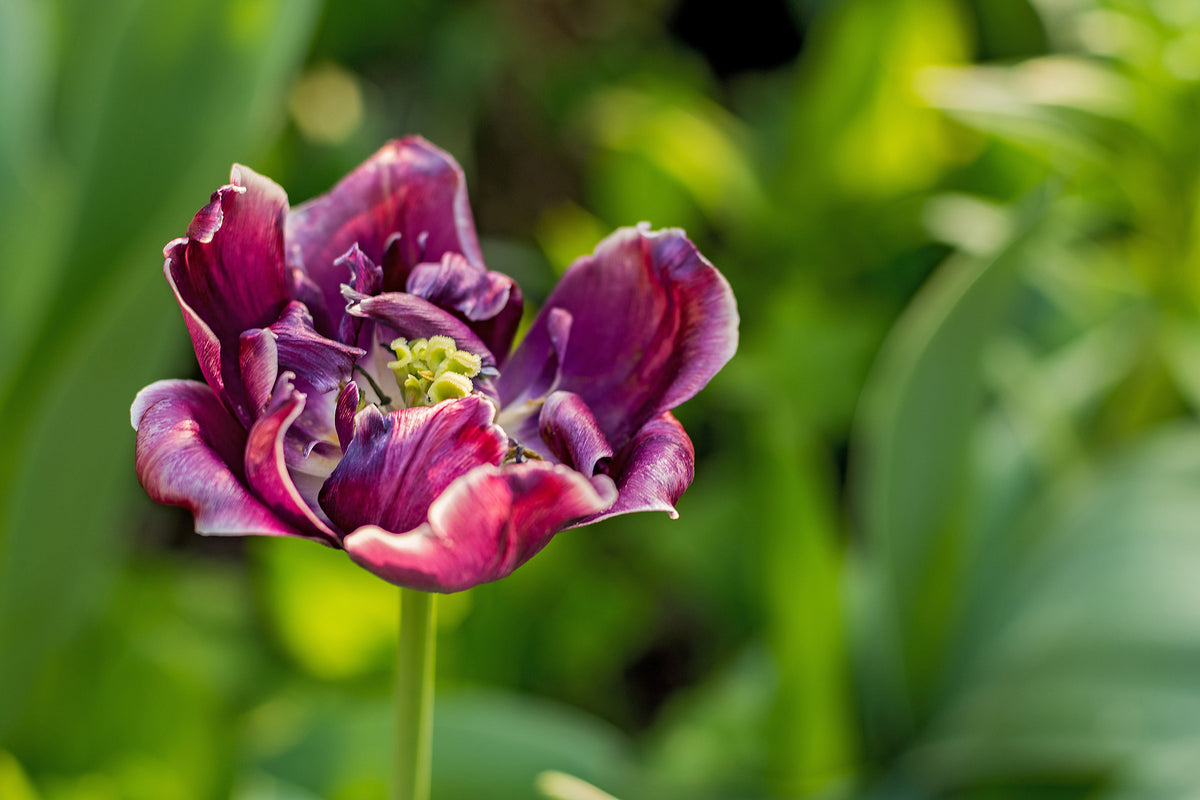 3-piece-aluminium-print-dark-tulip-in-nature