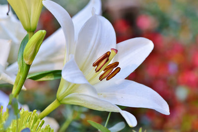 poster-print-magnificent-lily-in-white