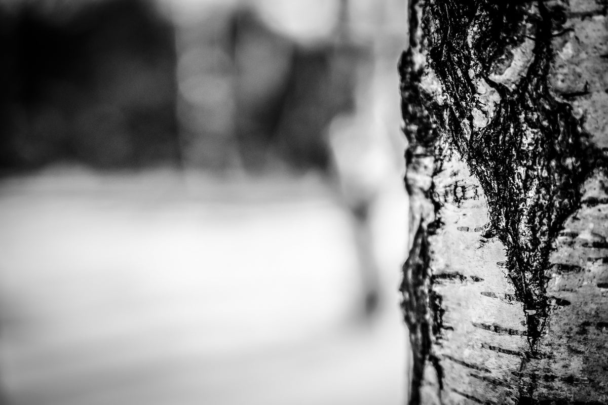 poster-print-birch-trunk