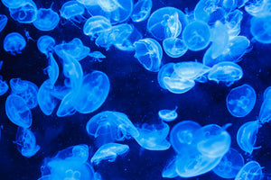 acrylic-print-many-jellyfish-in-the-blue-water