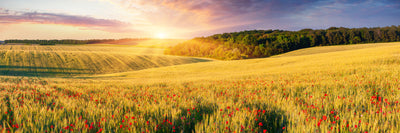 panoramic-poster-print-a-flower-field-at-sunrise-panorama