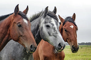 poster-print-the-horse-trio