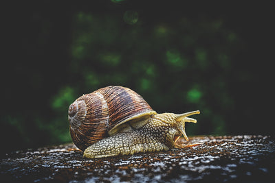 poster-print-snail-xxl