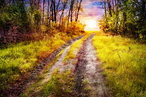 3-piece-aluminium-print-the-forest-path