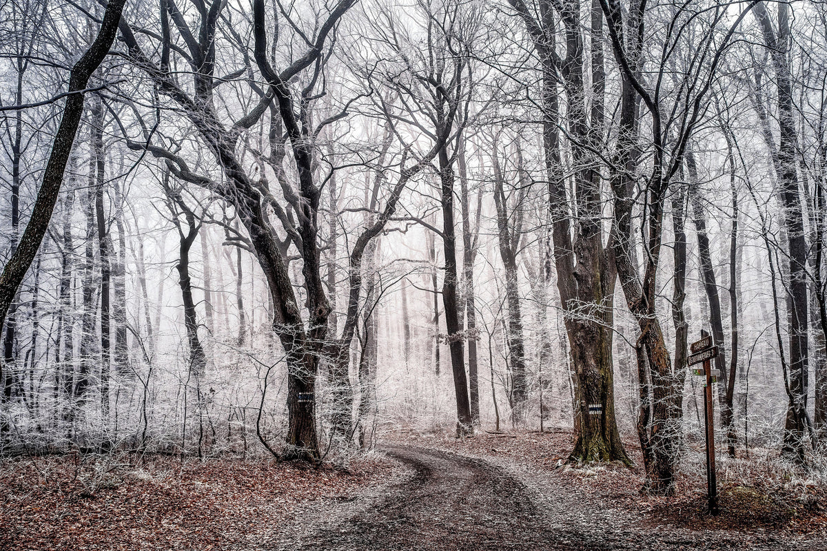 modern-3-piece-aluminium-print-wintry-forest