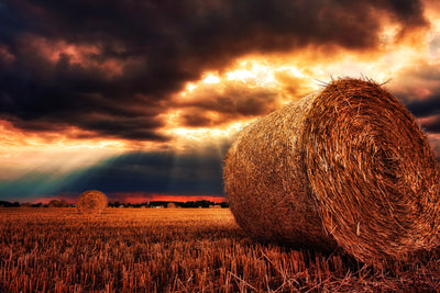 poster-print-mystic-landscape