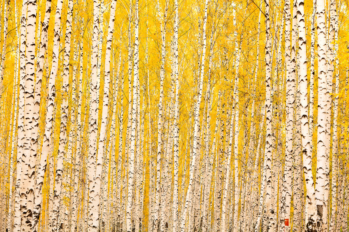 poster-print-the-birch-forest-in-autumn