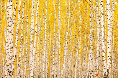 poster-print-the-birch-forest-in-autumn