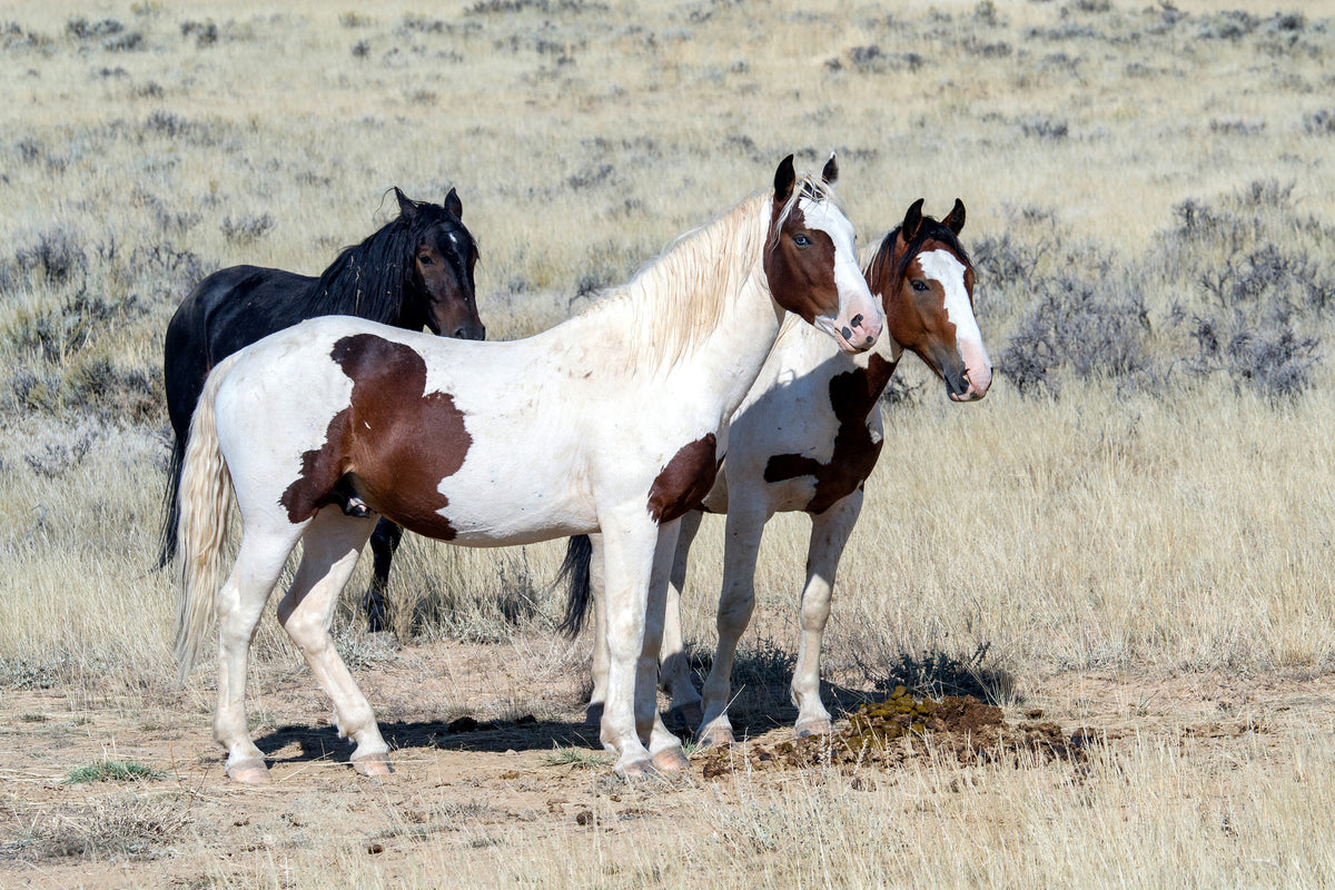 3-piece-aluminium-print-3-wild-horses