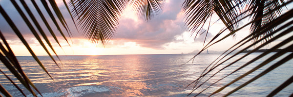 panoramic-acrylic-print-under-palm-leaves-panorama