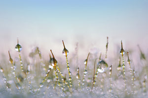 canvas-print-the-dew-drops
