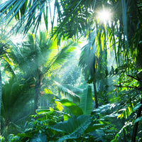 4-piece-aluminium-print-in-tropical-forest